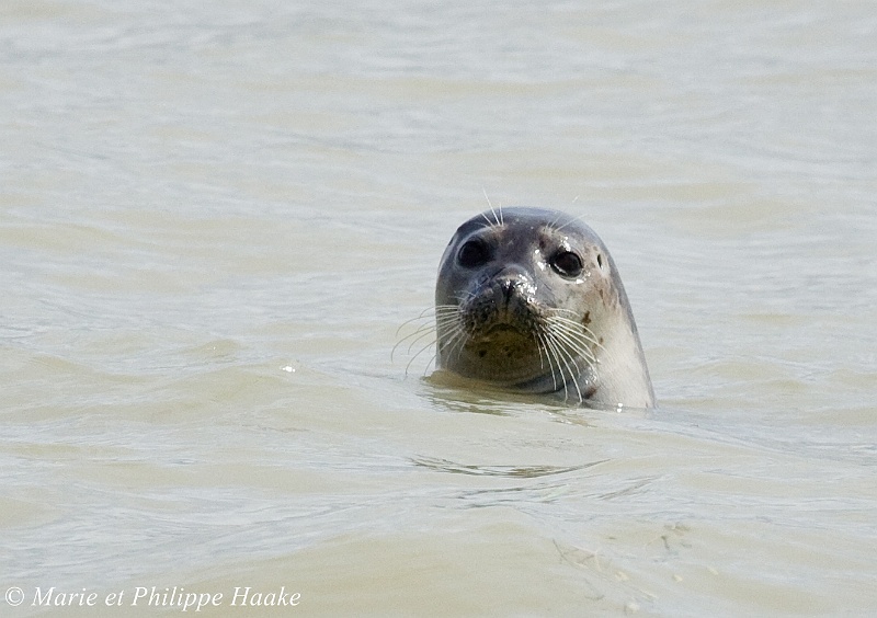 Phoque 8986_wm.jpg - Phoque veau marin, à marée haute. Il a tendance à être curieux et à s'approcher, s'il est dans son élément (eau!) et que l'on ne bouge pas. Sur terre, il se déplace très maladroitement et devient très craintif. (Baie de Somme, Pointe du Hourdel, France, avril 2008)
